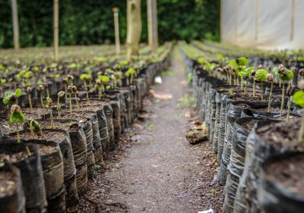 planting trees